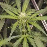 Pineapple Express F1 Auto