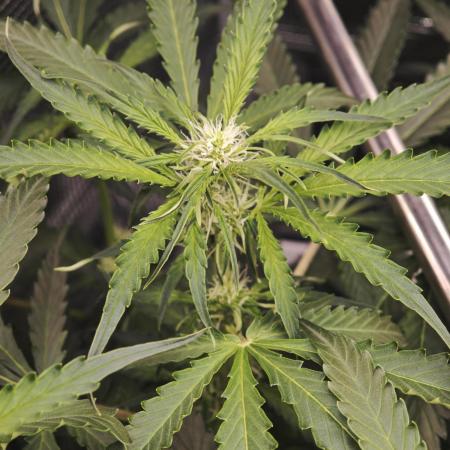 Pineapple Express F1 Auto