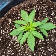 Pineapple Express F1 Auto