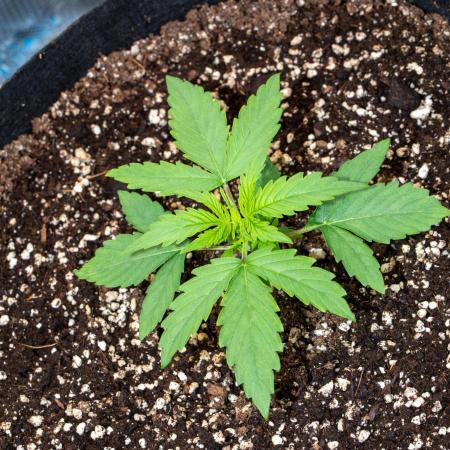 Pineapple Express F1 Auto
