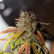 Pineapple Express F1 Auto