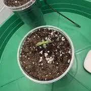 Ethos Cookies R2- The Return