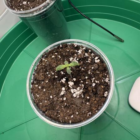 Ethos Cookies R2- The Return