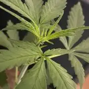 Purple Queen
