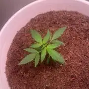 Gelato Auto