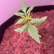 Purple Queen