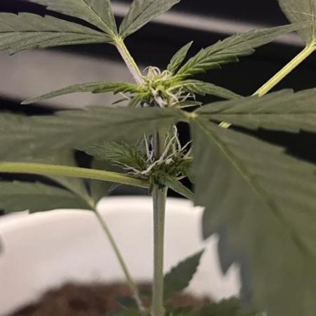 Gelato Auto