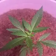Gelato Auto