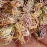 8-Strains, 4 Banks