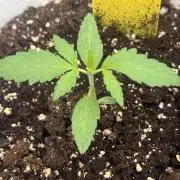 Cinderella Jack & Lemon Kix (Auto)
