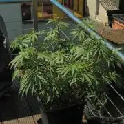 Lemon cherry gelato outdoor summer grow