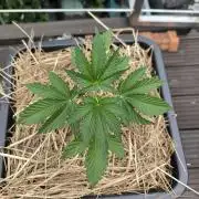 Lemon cherry gelato outdoor summer grow
