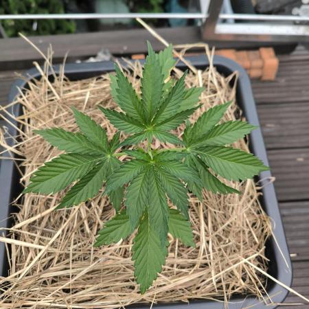 Lemon cherry gelato outdoor summer grow
