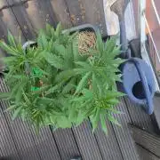 Lemon cherry gelato outdoor summer grow