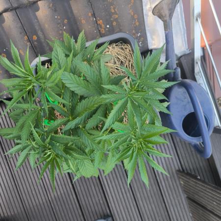 Lemon cherry gelato outdoor summer grow