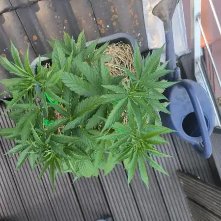 Lemon cherry gelato outdoor summer grow