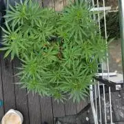 Lemon cherry gelato outdoor summer grow