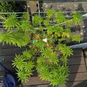 Lemon cherry gelato outdoor summer grow