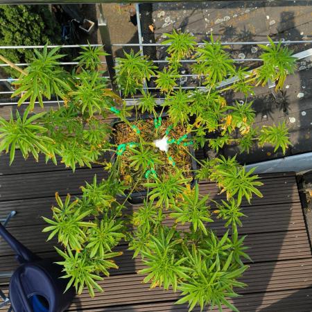 Lemon cherry gelato outdoor summer grow