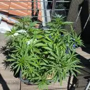 Lemon cherry gelato outdoor summer grow