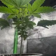 Huba Breeding - Ortega Gas fem