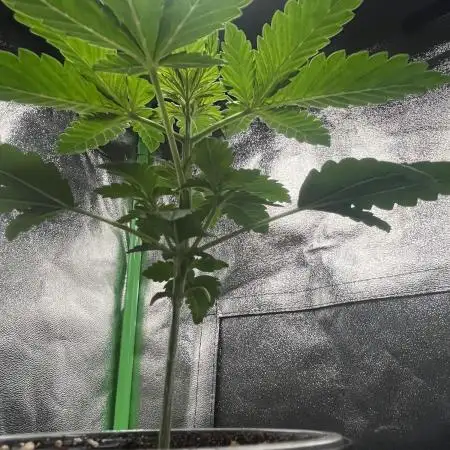 Huba Breeding - Ortega Gas fem