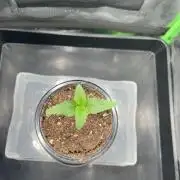 Huba Breeding - Ortega Gas fem