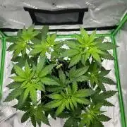Huba Breeding - Ortega Gas fem