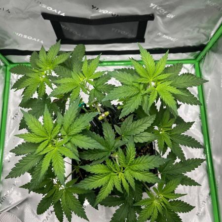 Huba Breeding - Ortega Gas fem