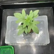 Huba Breeding - Ortega Gas fem