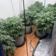 Critical mass clone to flower