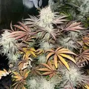 Exotic