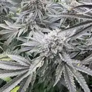 Bullz Eye