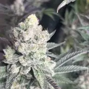 Herm pack from Exotic Genetix