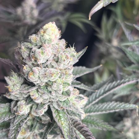 Herm pack from Exotic Genetix