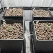 Mexican Sativa