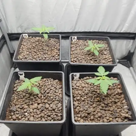 Mexican Sativa