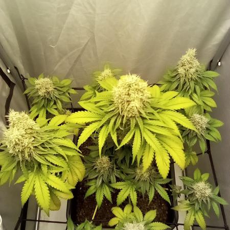 Northern lights