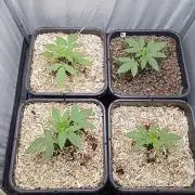 Mexican Sativa