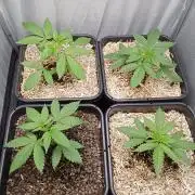 Mexican Sativa - Homebrew living soil