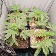 Mexican Sativa - Homebrew living soil