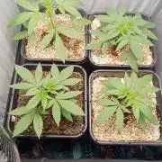 Mexican Sativa - Homebrew living soil