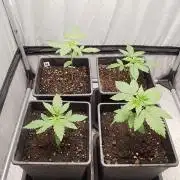 Mexican Sativa