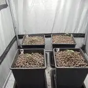 Mexican Sativa