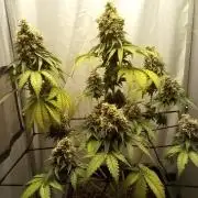 Northern lights