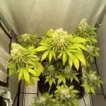 Northern lights