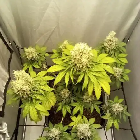 Northern lights