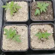Mexican Sativa
