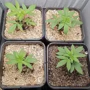 Mexican Sativa - Homebrew living soil