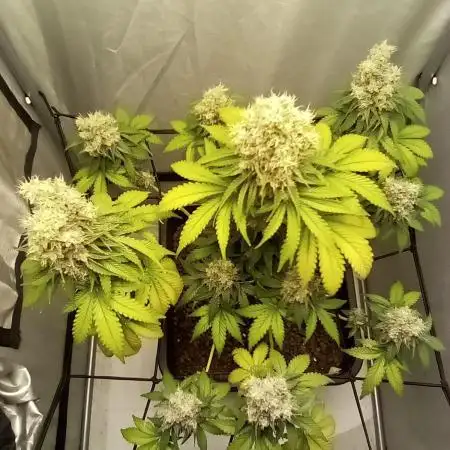 Northern lights